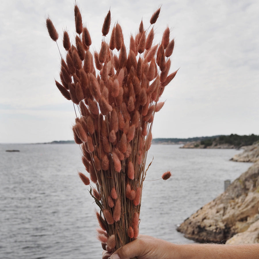 Lagurus Stor Bunt Gammelrosa - Tørket