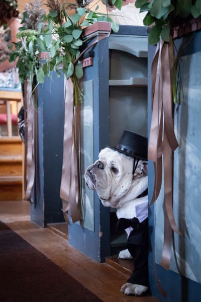Bulldog i dress under en blomsterbue.